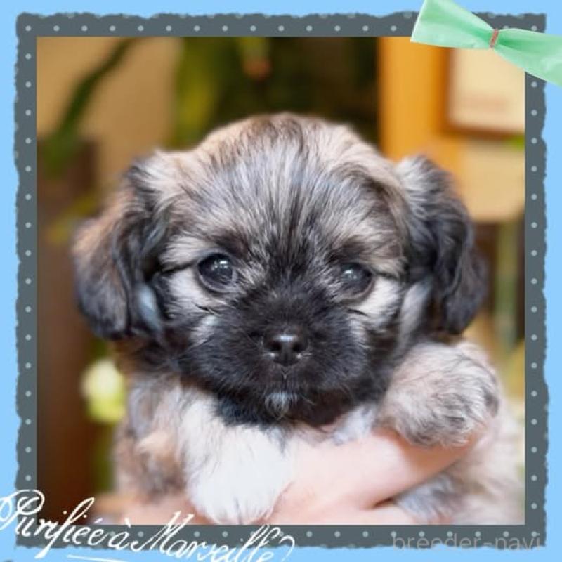 販売中の静岡県のチワプー:チワワ×トイプードル-417083