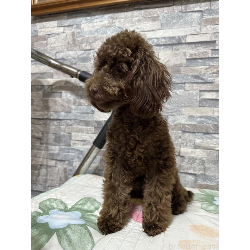 成約済の兵庫県のトイプードル-419014の6枚目