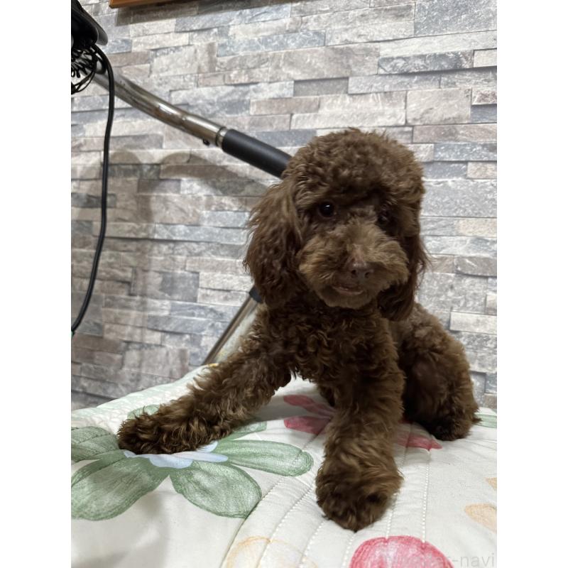 成約済の兵庫県のトイプードル-419014の5枚目