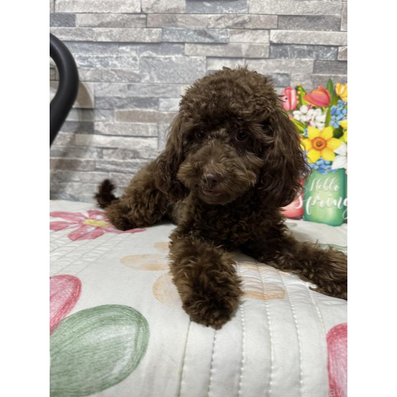 成約済の兵庫県のトイプードル-419014の4枚目