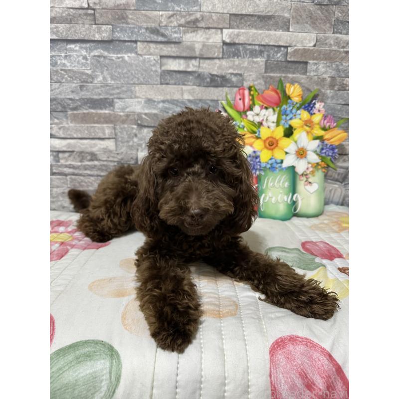 成約済の兵庫県のトイプードル-419014の3枚目