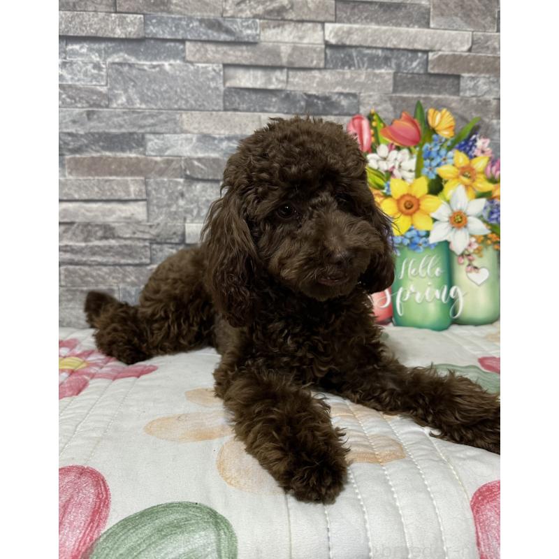 成約済の兵庫県のトイプードル-419014の2枚目