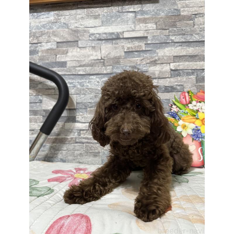 成約済ののトイプードル-419014