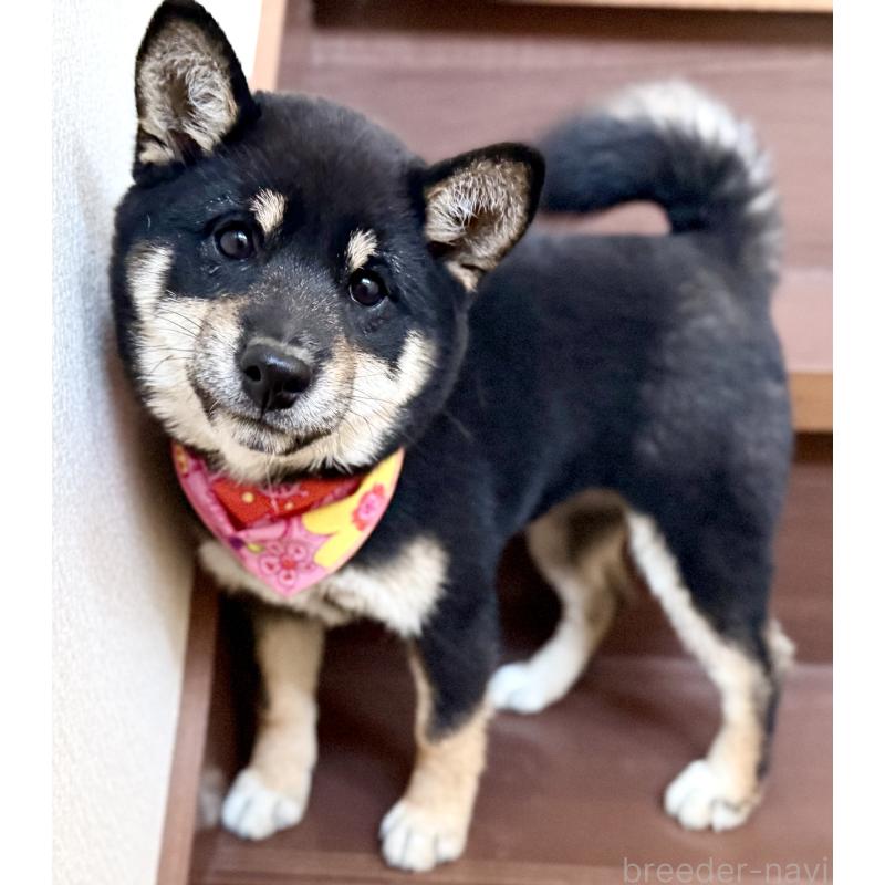 成約済の埼玉県の豆柴-413261の4枚目