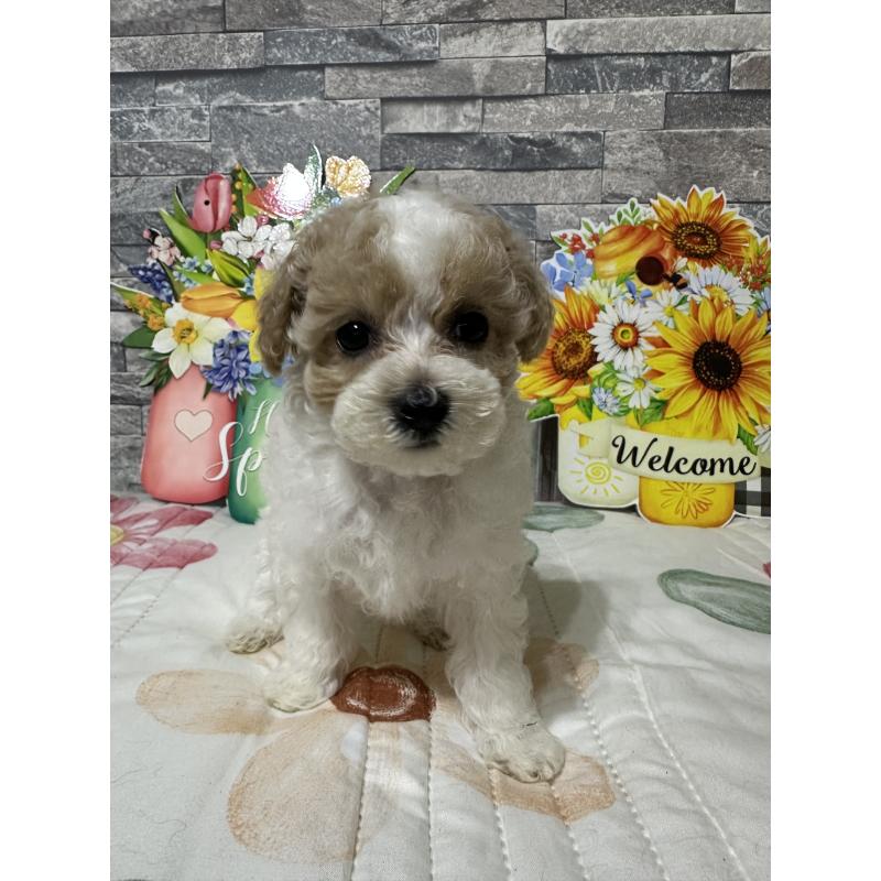 販売中の兵庫県のビションプー:ビションフリーゼ×トイプードル-422942