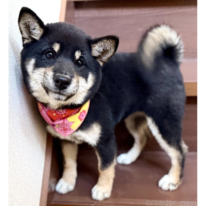 販売中の埼玉県の豆柴-413261