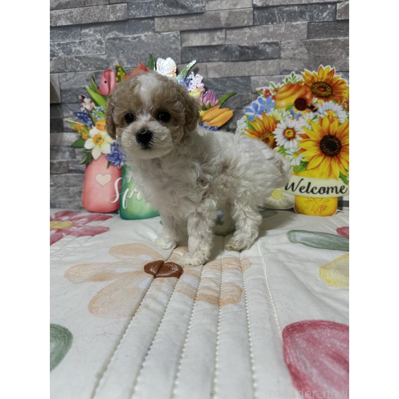 商談中の兵庫県のビションプー:ビションフリーゼ×トイプードル-422942の6枚目