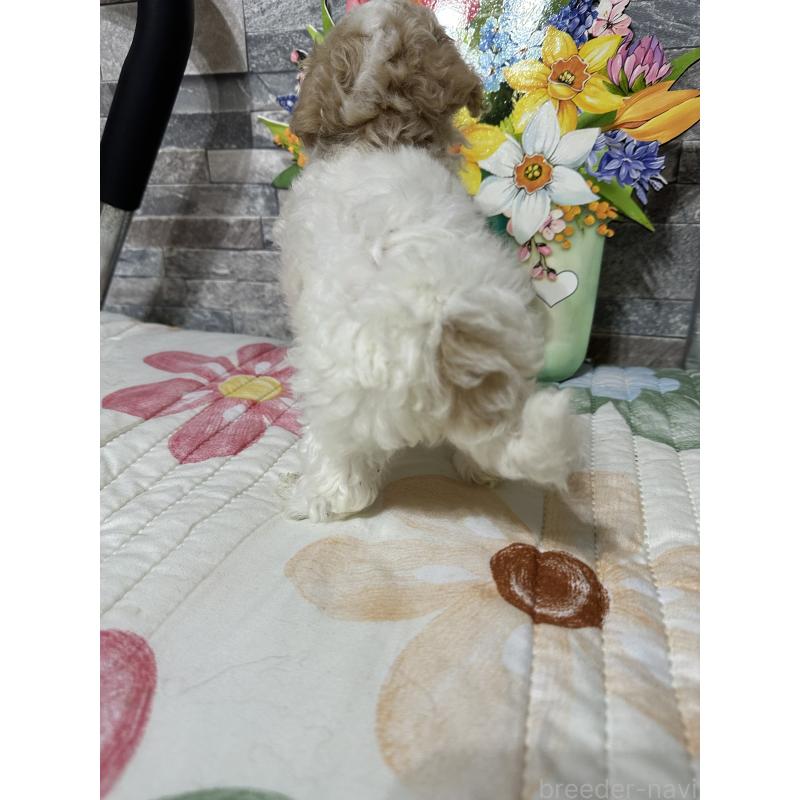 商談中の兵庫県のビションプー:ビションフリーゼ×トイプードル-422942の5枚目