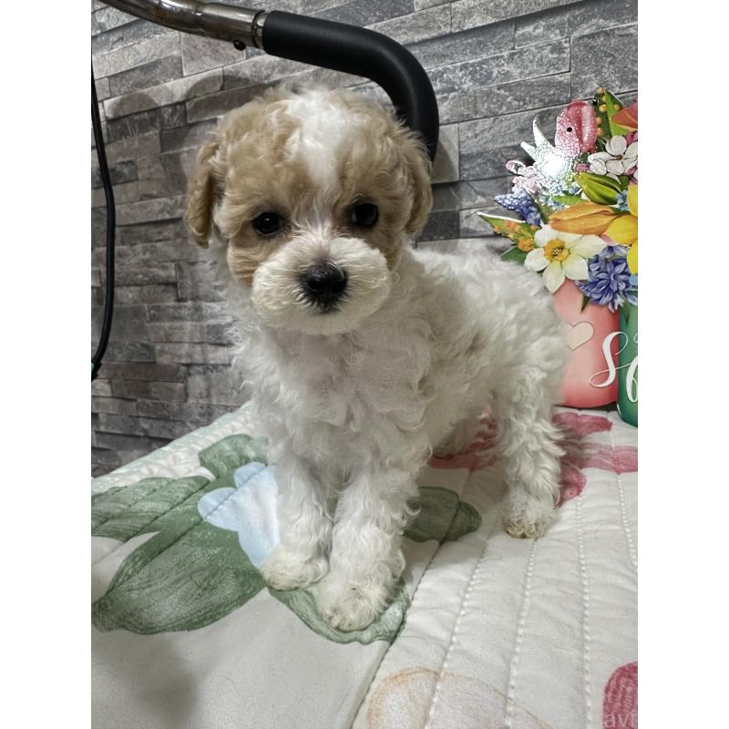 商談中の兵庫県のビションプー:ビションフリーゼ×トイプードル-422942の4枚目