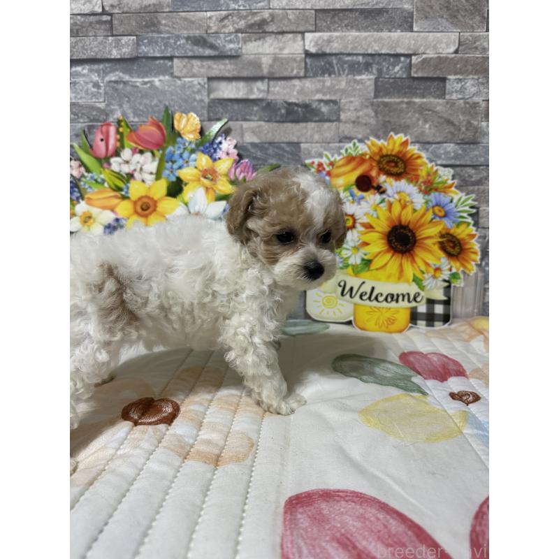 商談中の兵庫県のビションプー:ビションフリーゼ×トイプードル-422942の3枚目