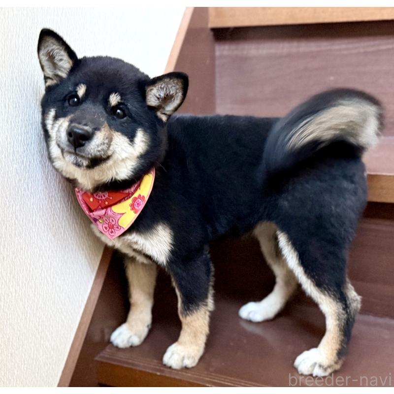 成約済の埼玉県の豆柴-413261の3枚目