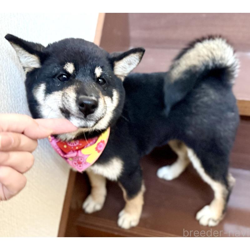 成約済の埼玉県の豆柴-413261の2枚目