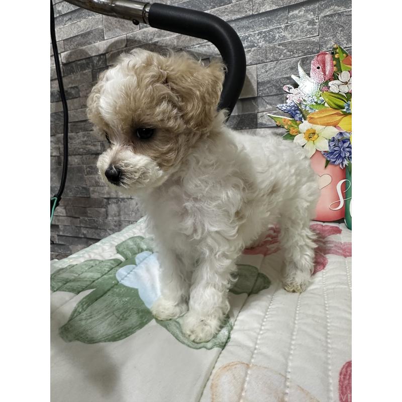 商談中の兵庫県のビションプー:ビションフリーゼ×トイプードル-422942の2枚目