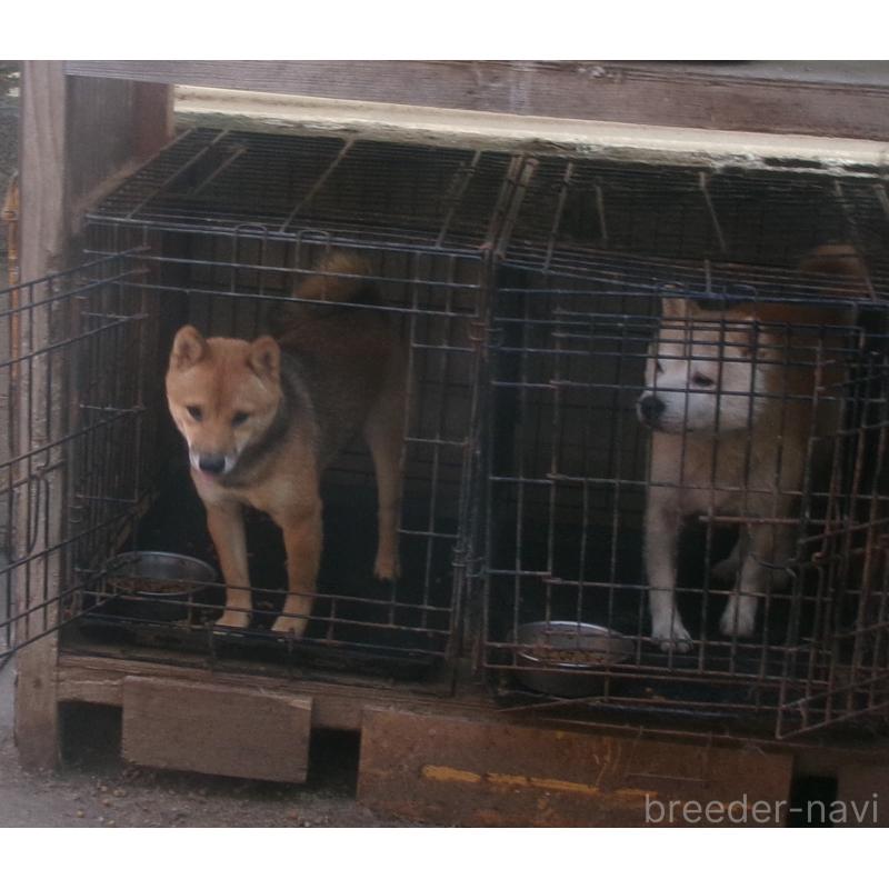 成約済の佐賀県の豆柴-390466の2枚目