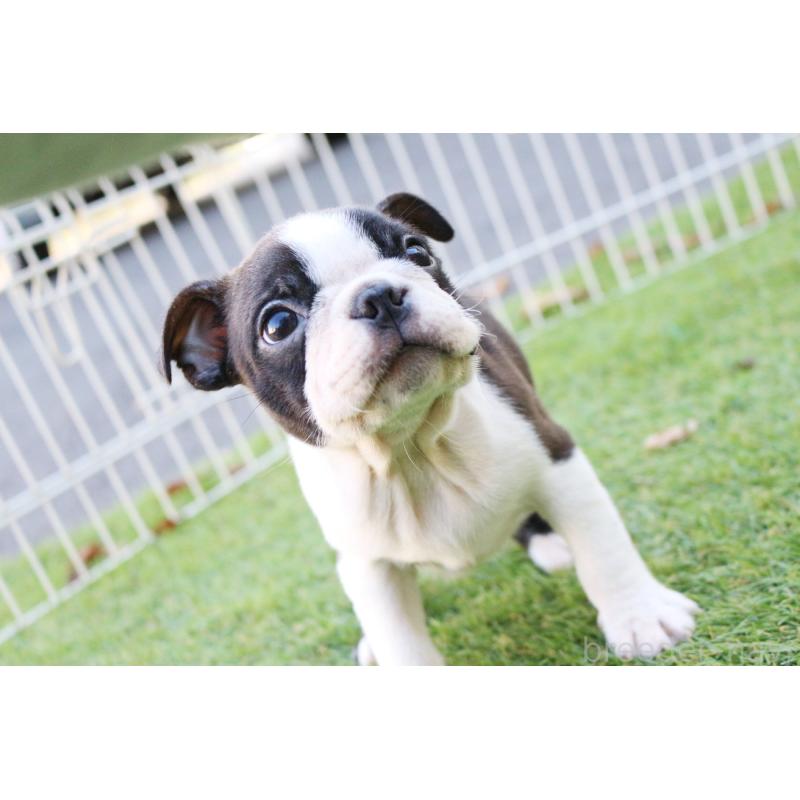 販売中の京都府のボストンテリア-417694