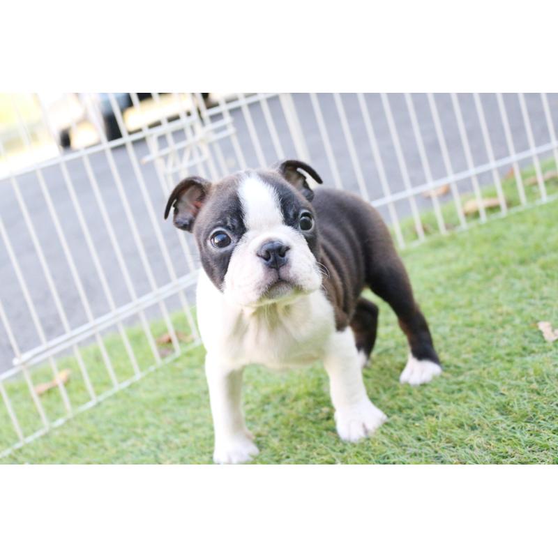 販売中の京都府のボストンテリア-417694の7枚目