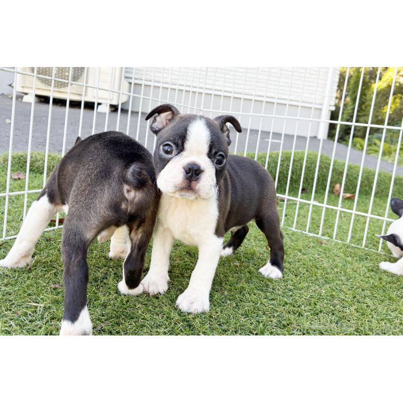 販売中の京都府のボストンテリア-417694の6枚目