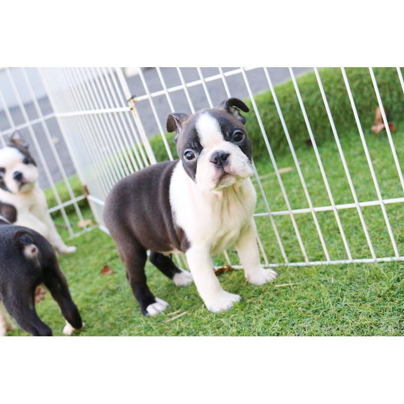 販売中の京都府のボストンテリア-417694の4枚目