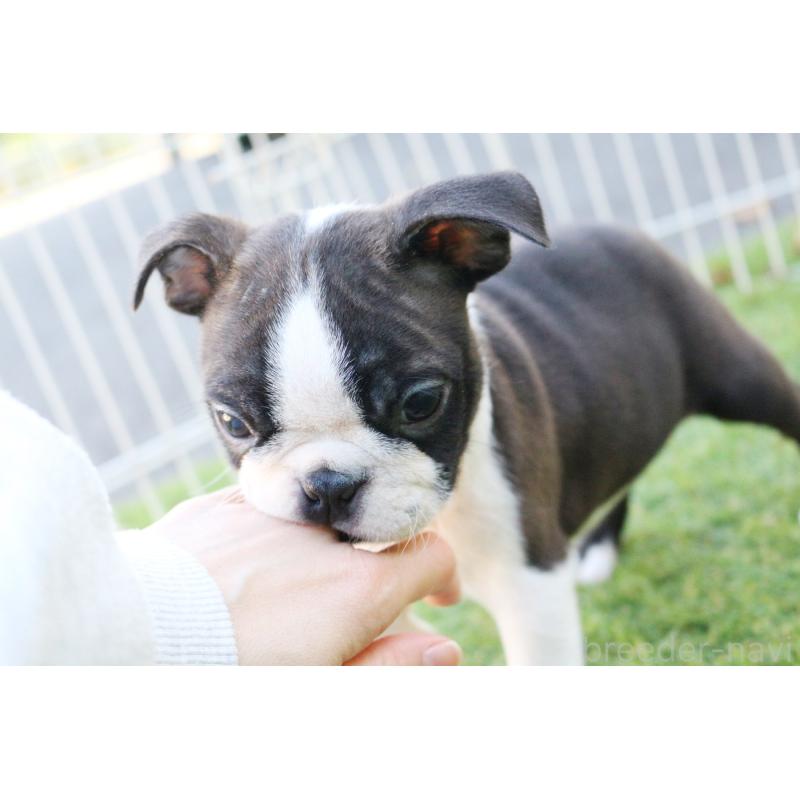 販売中の京都府のボストンテリア-417694の5枚目