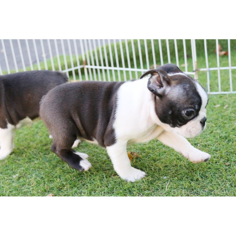 販売中の京都府のボストンテリア-417694の3枚目