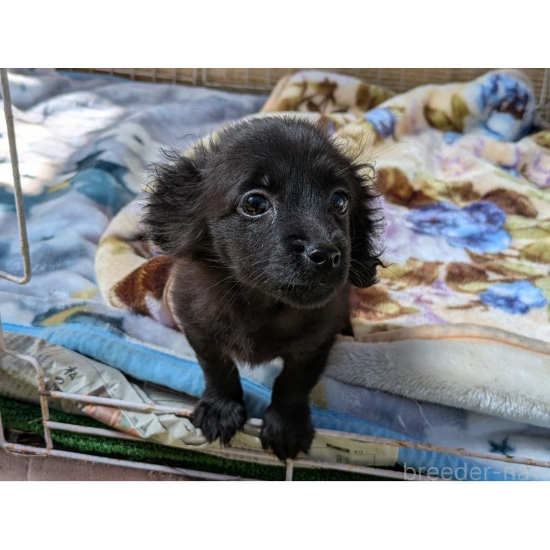 販売中の広島県のミックス犬-423755の3枚目