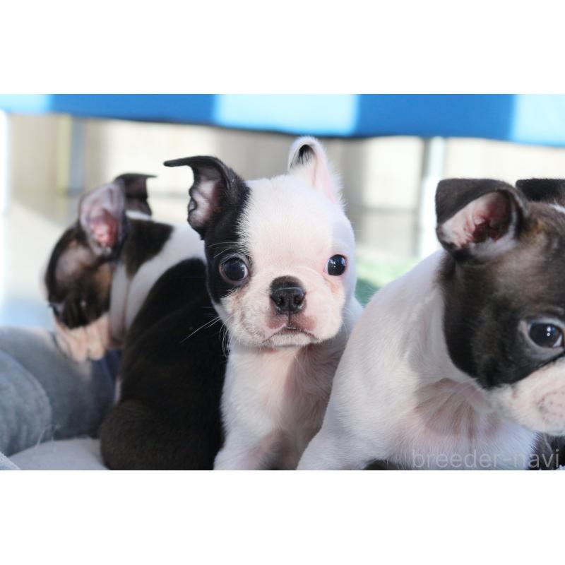 成約済の京都府のボストンテリア-417693の7枚目