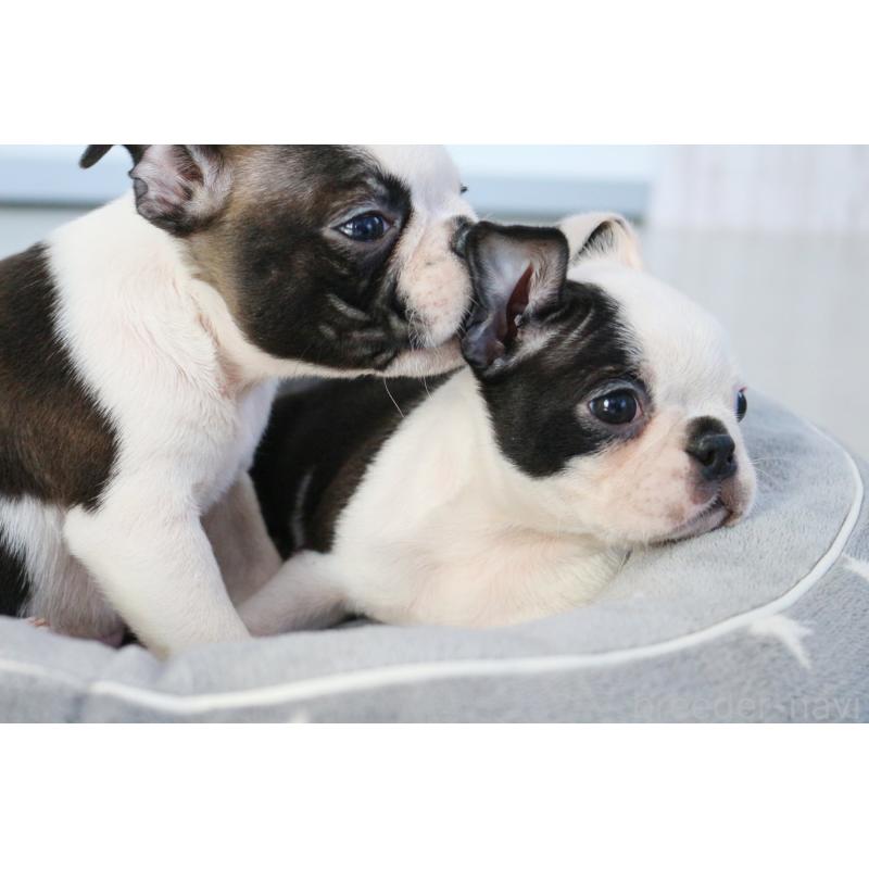 成約済の京都府のボストンテリア-417693の6枚目