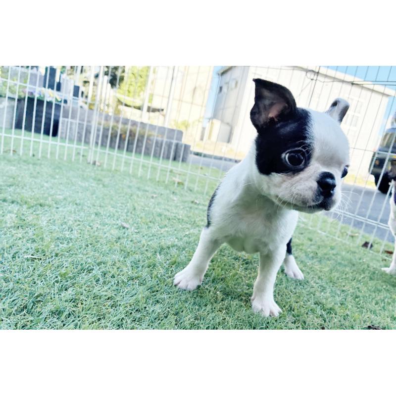 成約済の京都府のボストンテリア-417693の5枚目