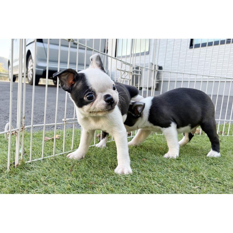 成約済の京都府のボストンテリア-417693の4枚目