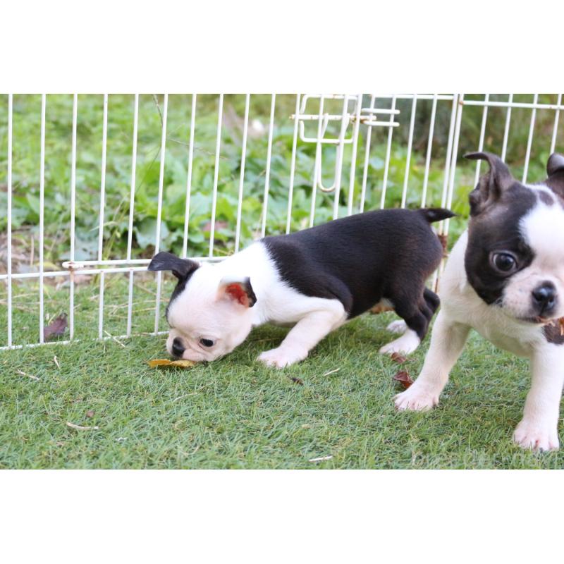 成約済の京都府のボストンテリア-417693の2枚目