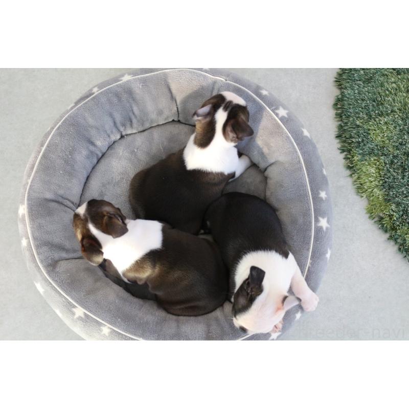 成約済の京都府のボストンテリア-417693の3枚目