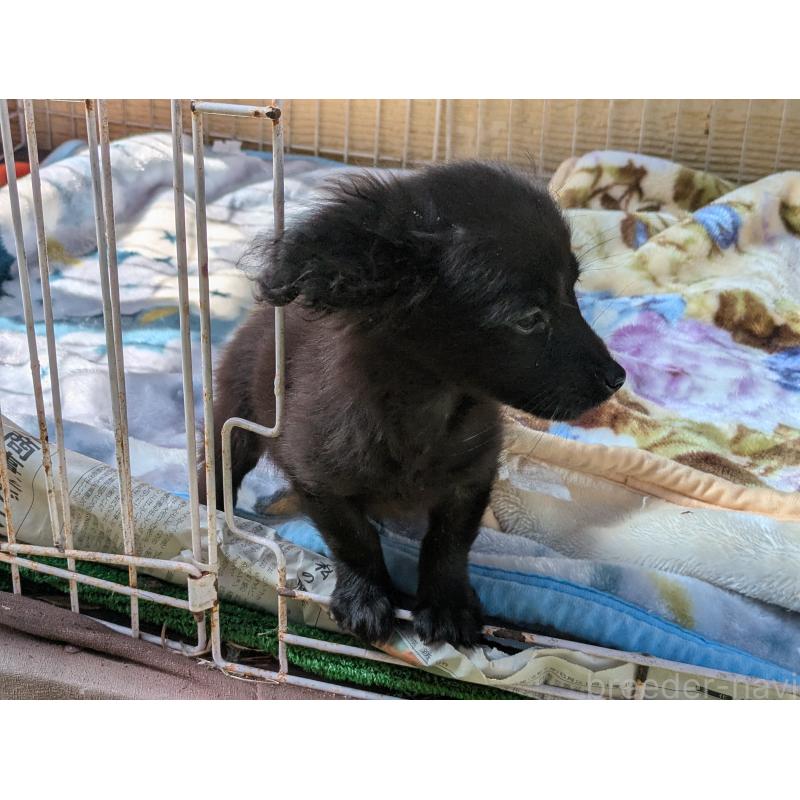 販売中の広島県のミックス犬-423755の2枚目