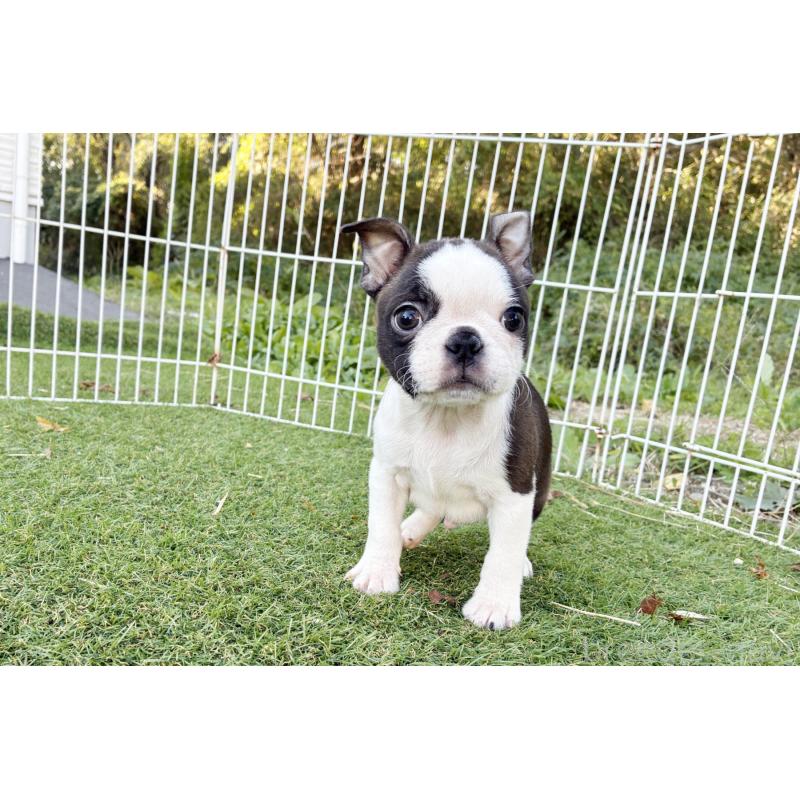 成約済の京都府のボストンテリア-417692の7枚目