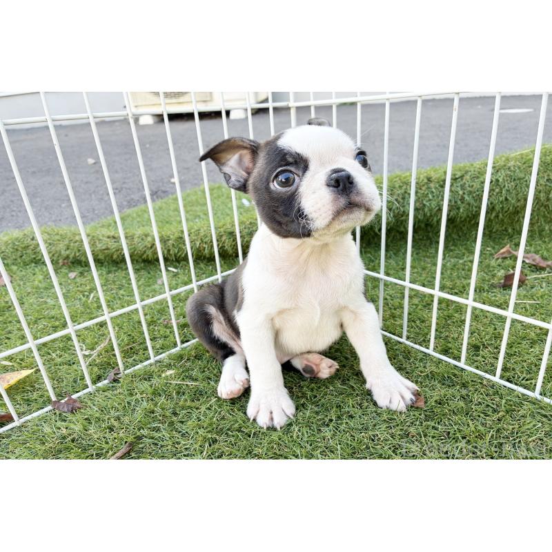 成約済の京都府のボストンテリア-417692の6枚目