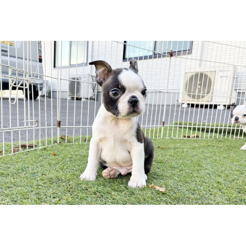 成約済の京都府のボストンテリア-417692の5枚目