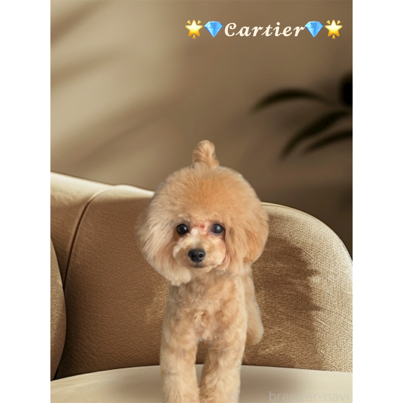 販売中の愛知県のティーカッププードル-388014