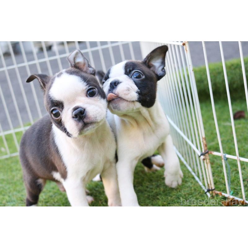 成約済の京都府のボストンテリア-417692の4枚目