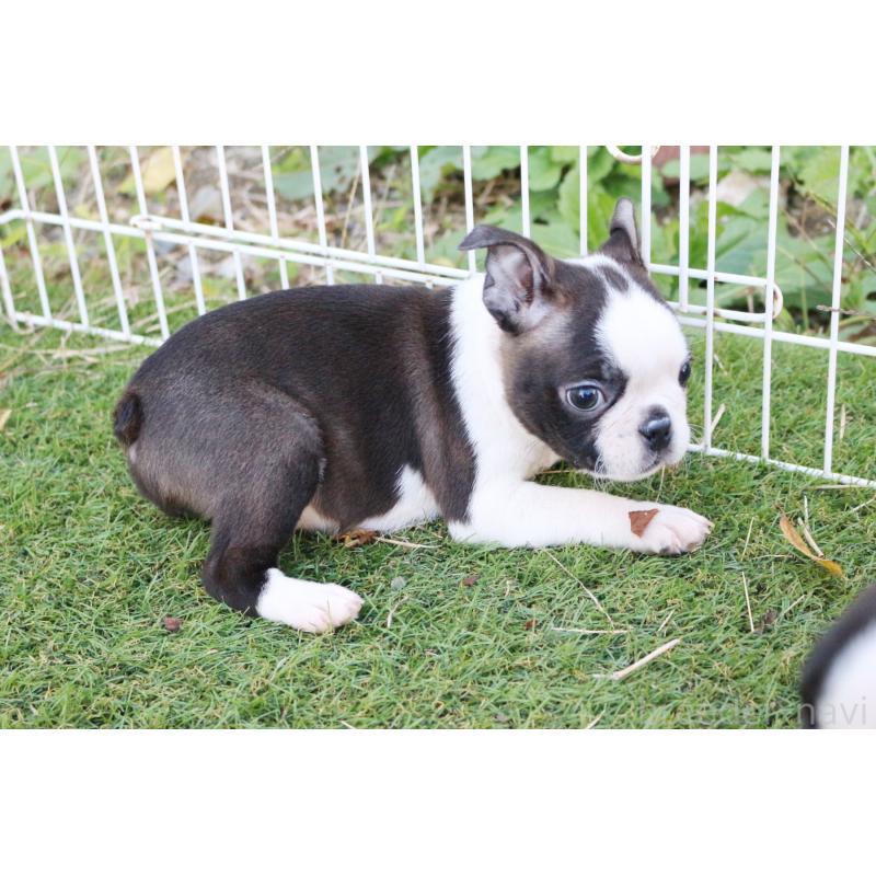 成約済の京都府のボストンテリア-417692の3枚目