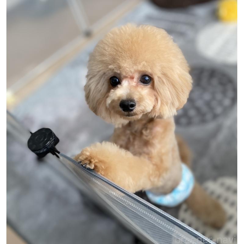 販売中の愛知県のティーカッププードル-388014の3枚目