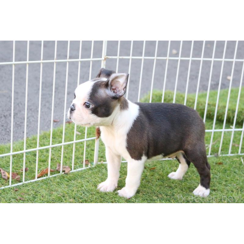 成約済の京都府のボストンテリア-417692の2枚目