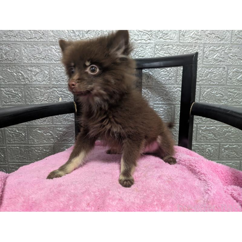 販売中の広島県のポメラニアン-423756の3枚目