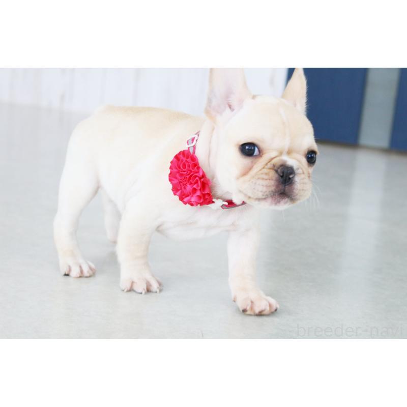 成約済の京都府のフレンチブルドッグ-416399の7枚目