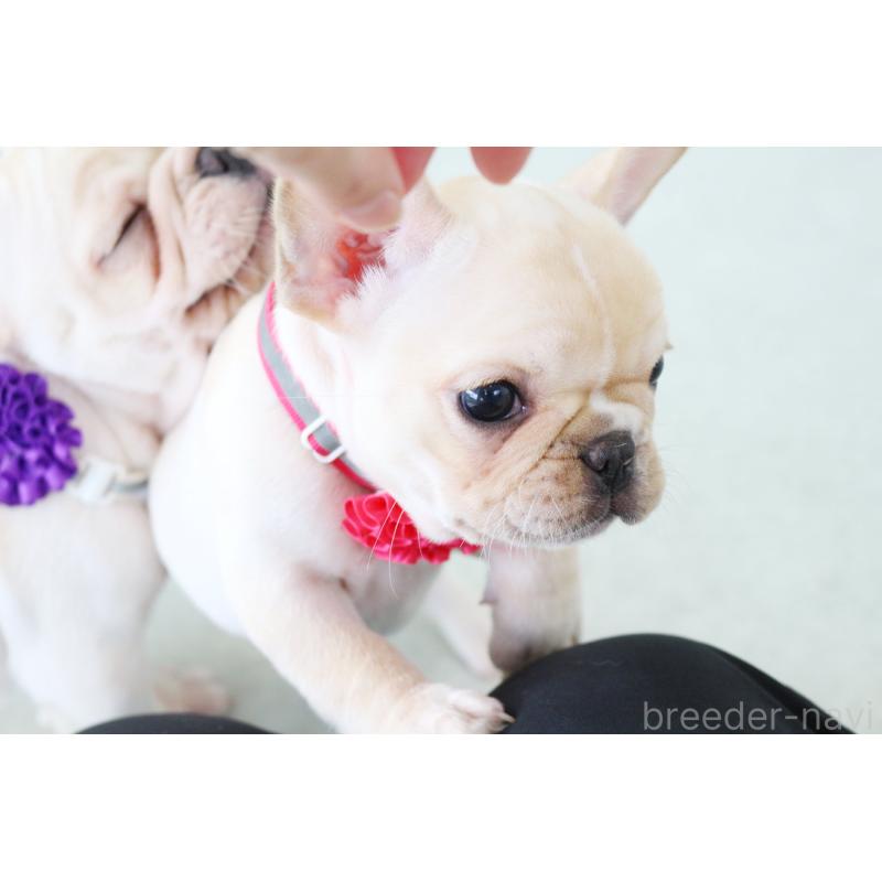 成約済の京都府のフレンチブルドッグ-416399の6枚目