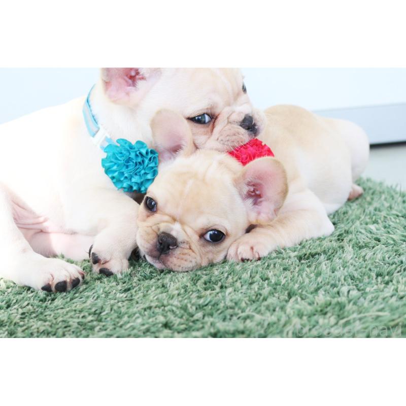 成約済の京都府のフレンチブルドッグ-416399の5枚目