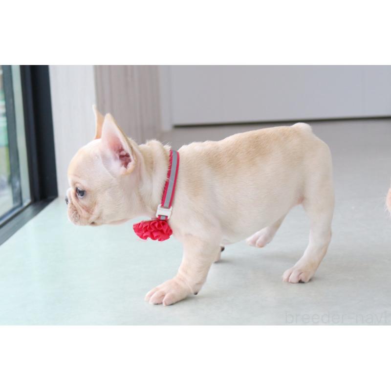 成約済の京都府のフレンチブルドッグ-416399の4枚目