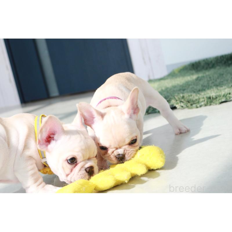 成約済の京都府のフレンチブルドッグ-416399の3枚目