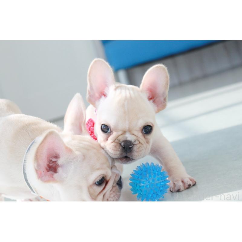 成約済の京都府のフレンチブルドッグ-416399の2枚目