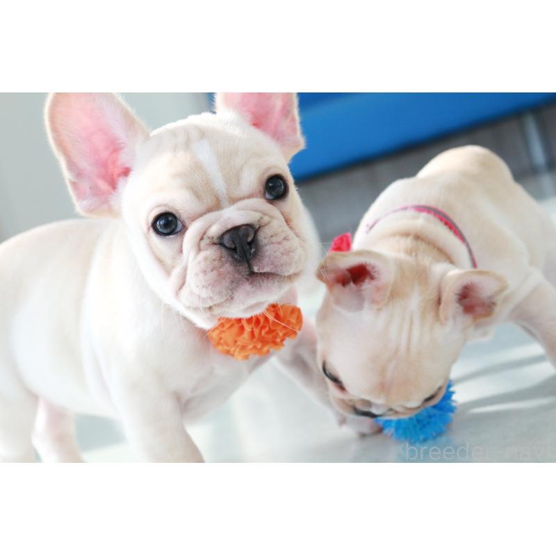 販売中の京都府のフレンチブルドッグ-416401の1枚目