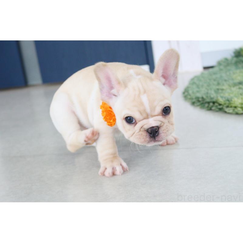 販売中の京都府のフレンチブルドッグ-416401の6枚目