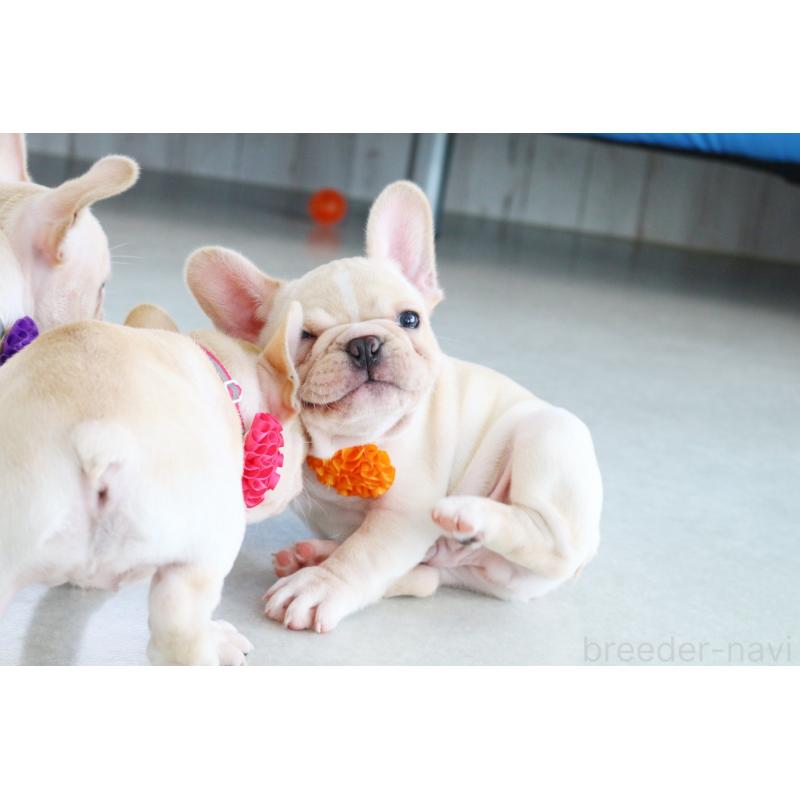 販売中の京都府のフレンチブルドッグ-416401の5枚目